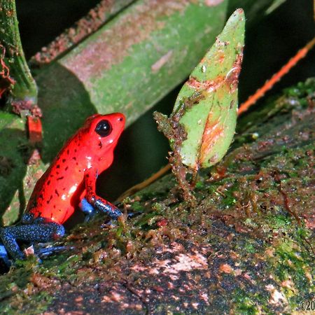 Отель La Selva Biological Station Сарапики Экстерьер фото