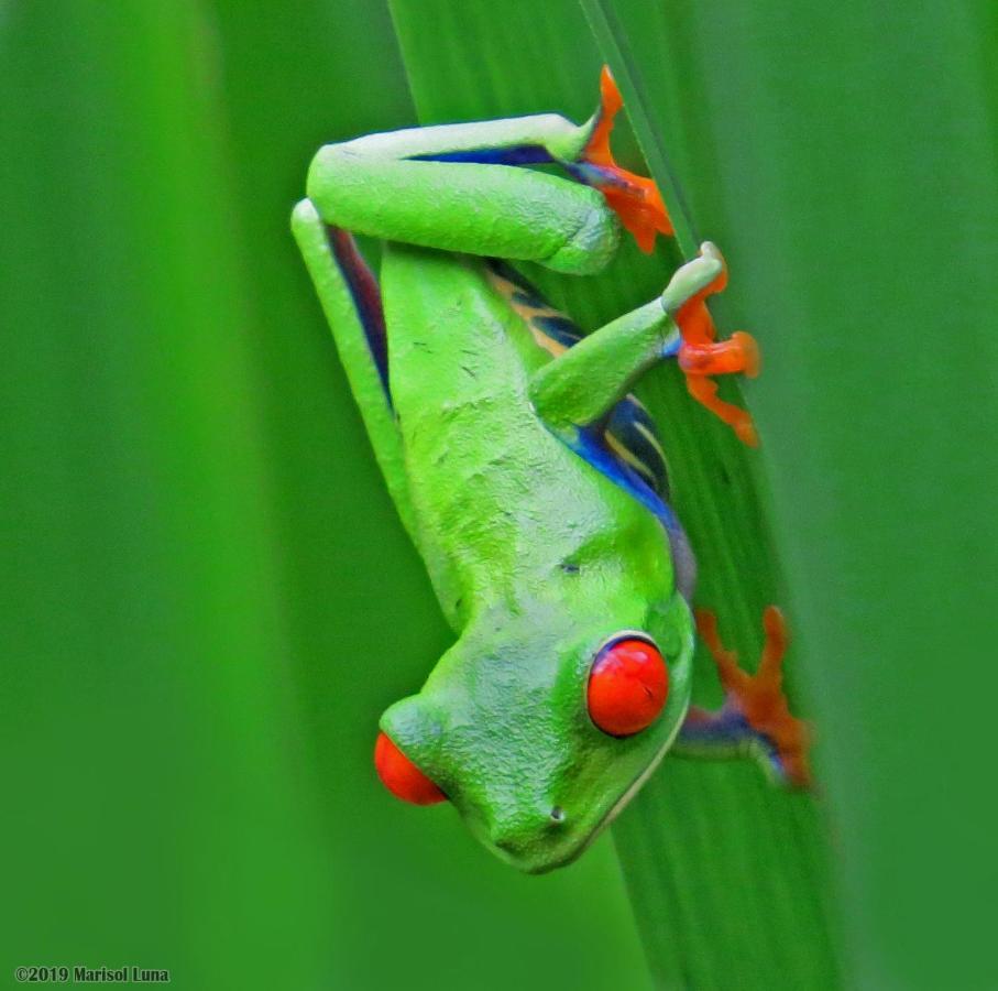 Отель La Selva Biological Station Сарапики Экстерьер фото