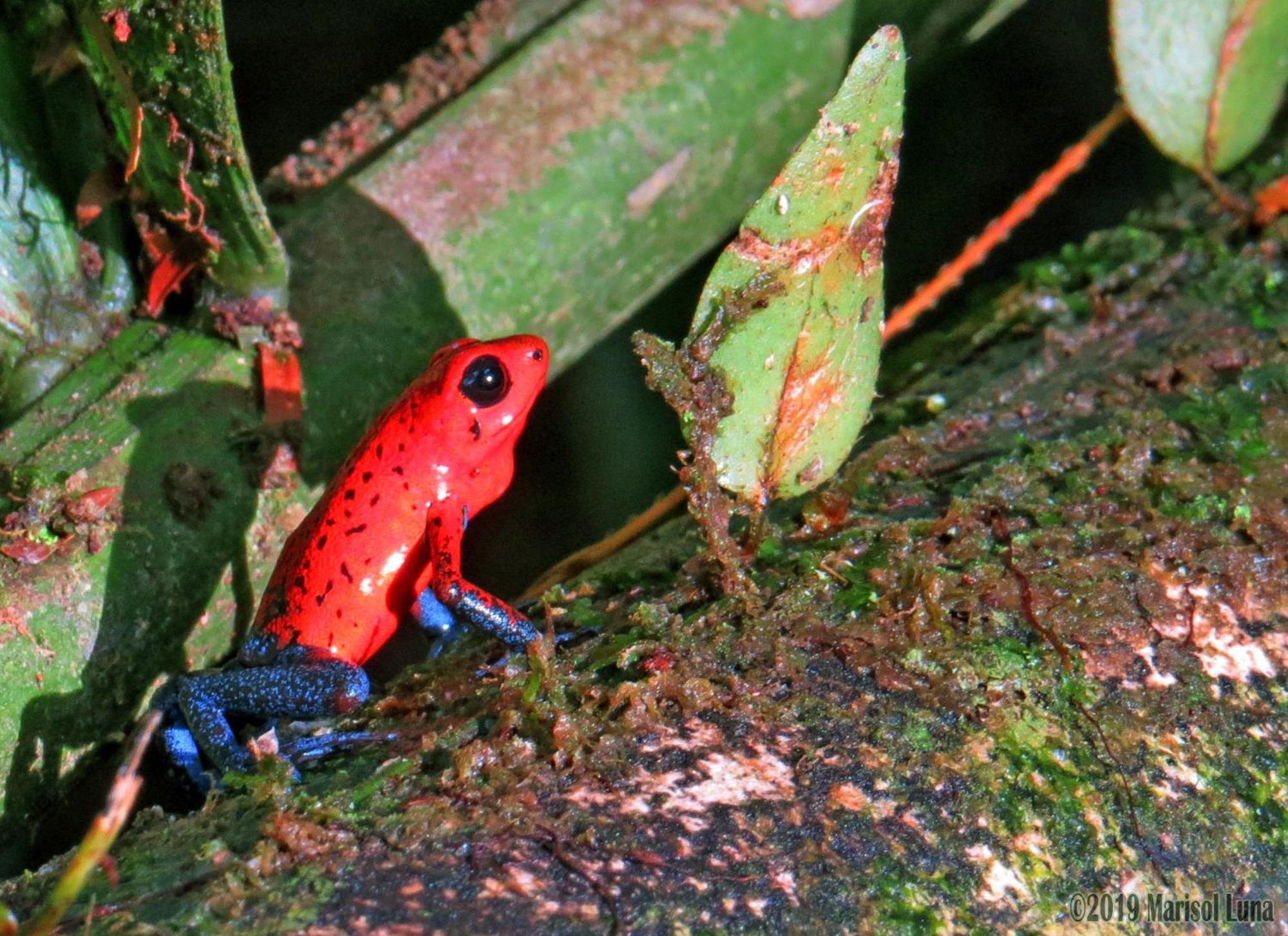 Отель La Selva Biological Station Сарапики Экстерьер фото