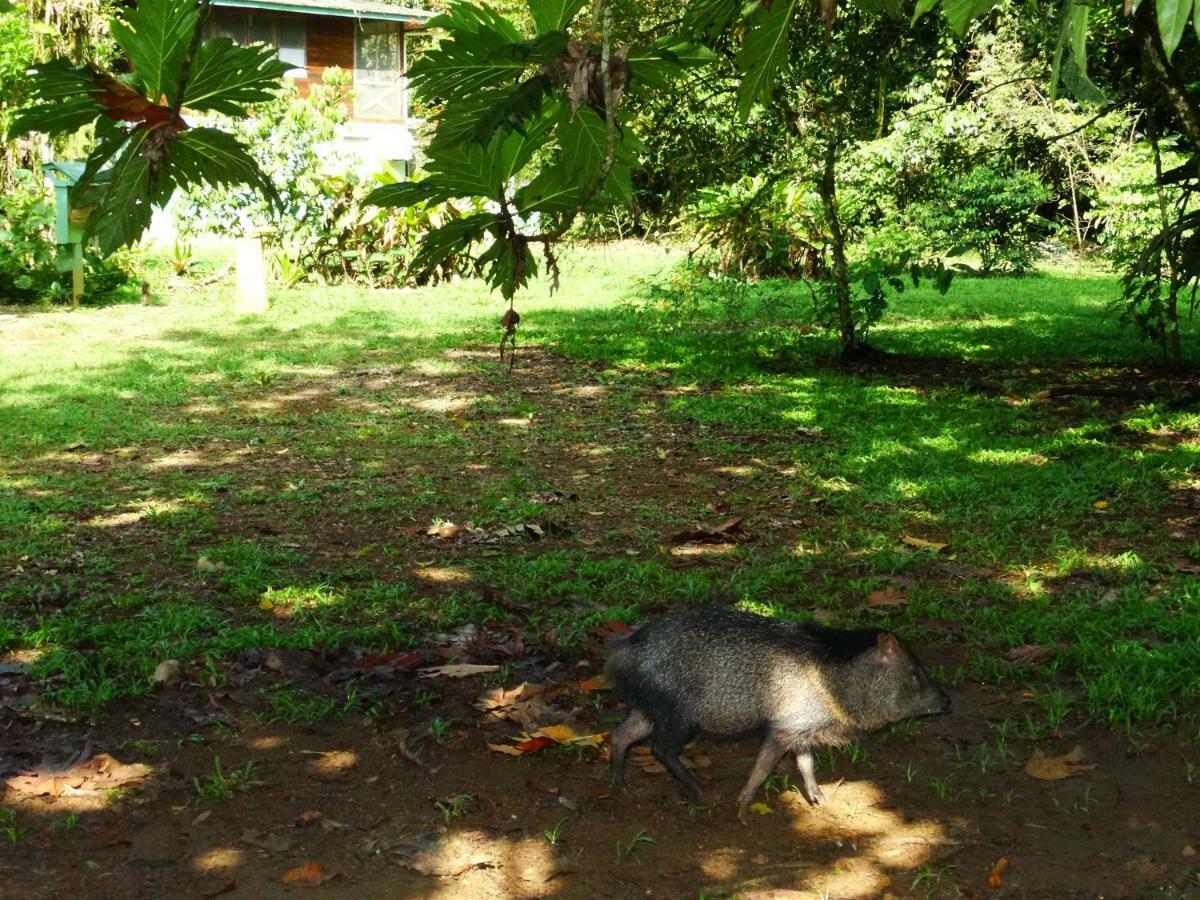 Отель La Selva Biological Station Сарапики Экстерьер фото
